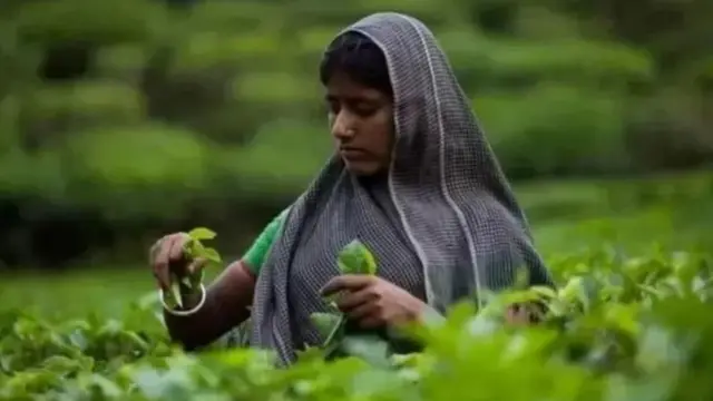 চা শ্রমিক।