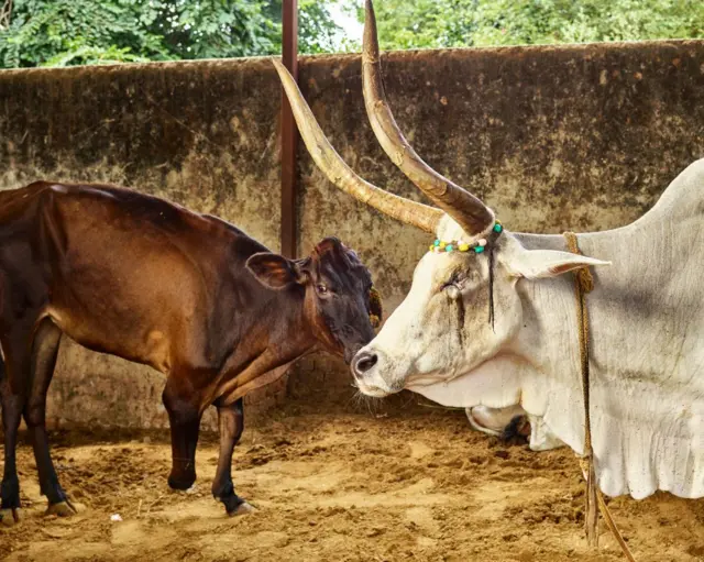 પશુ નિયંત્રણ નીતિ ગુજરાત 2023