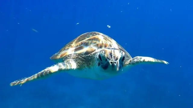 Una tortuga nadando bajo el agua.