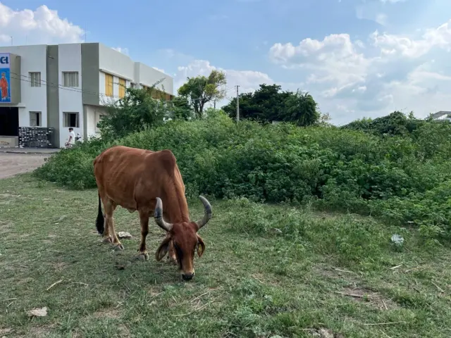 દેશી કુવાડીયો નુકસાનકારક કેમ, વિદેશી પ્રજાતિ કુંવાડિયાને કેવી રીતે કાઢવો, રાજકોટ અને ગીરનાર સૌરાષ્ટ્રમાં ખેડૂતો પશુપાલકો અને માલધારીઓમાં ચિંતા, Senna tora Senna uniflora, બીબીસી ગુજરાતી કૃષિ સમાચાર