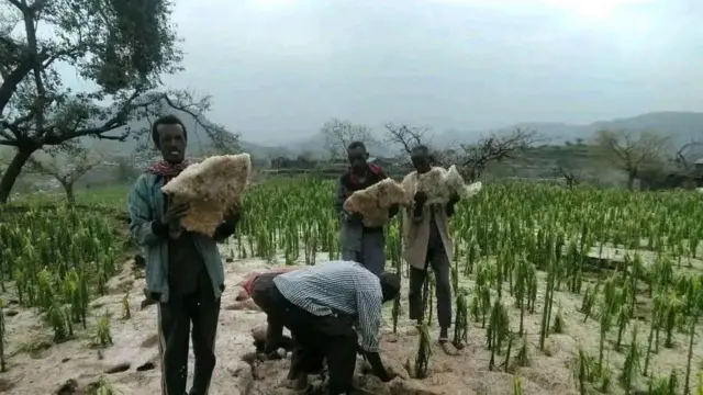 በረዶ