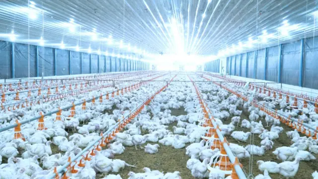 కోళ్లఫారం