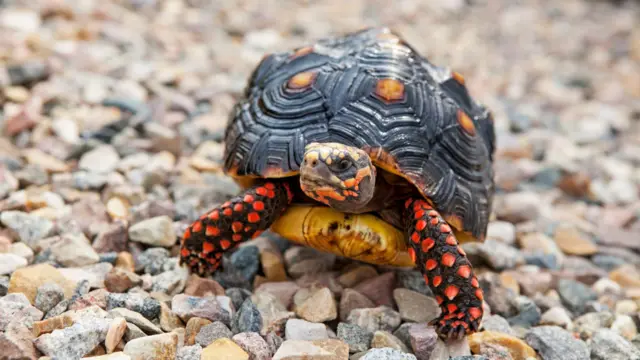 A full body shot on a red-footed tortoise crawling on pebbles. It has dark scaly legs with bright red patches and a dark domed shell. The animals head is mottled with lighter scales around its mouth and eyes.