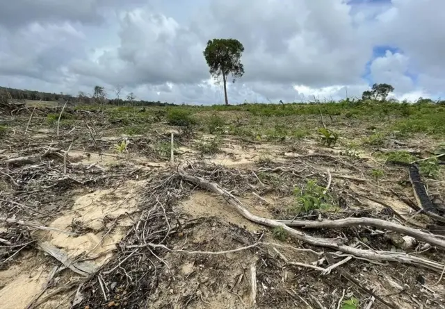 พื้นที่อุทยานแห่งชาติโพทุมสาครหายไปราวหนึ่งในห้าของพื้นที่ดั้งเดิมตั้งแต่ปี 2008