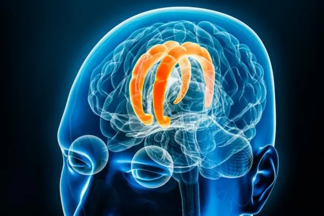 บริเวณคอร์เทกซ์ซิงกูเลตส่วนหน้า (ซึ่งแสดงไว้ในภาพประกอบ) มีบทบาทสำคัญในการประมวลผลความขัดแย้งและความไม่แน่นอน