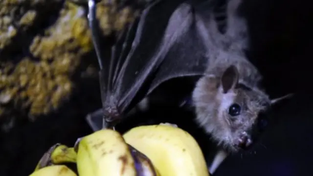 ফলখেকো একটি বাদুড়