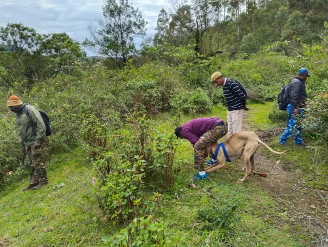 புலிகள் இறப்பு