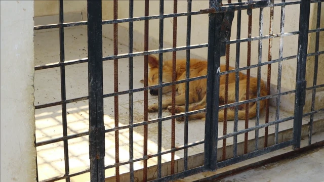 కెన్నెల్స్‌