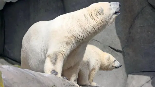 ధ్రువపు ఎలుగుబంటి