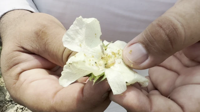 ਗੁਲਾਬੀ ਸੁੰਡੀ