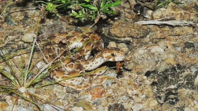 உலக பாம்புகள் தினம், பாம்புக் கடி விபத்துகள்