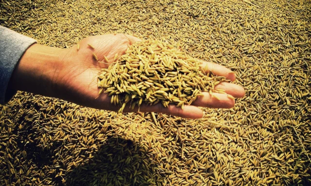 ગુજરાત, જીરું, જીરાનો ભાવ, ઊંઝા, એપીએમસી, બીબીસી ગુજરાતી, ગુજરાતમાં જીરું, ગુજરાતના ખેડૂતો, ગુજરાતમાં ખેતી, જીરું નિકાસ
