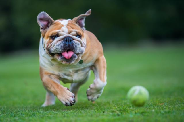 Buldogue correndo atrásbaixar aposta esportivabolinha 