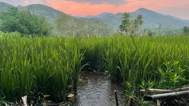 2018 සිට 2020 යන කාලය ගත්විට වැඩිම අස්වැන්නක් ලැබී ඇත්තේ තෙත් කලාපයෙන් වන අතර මෙට්ට්රික් ටොන් 04 කට වැඩි වී අස්වැන්නක් කෑගල්ල, නුවර, නුවරඑලිය සහ රත්නපුරය දිස්ත්රික්ක වලින් ලැබී ඇත.