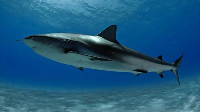 Beberapa spesies hiu dapat membantu mengendalikan populasi ikan.