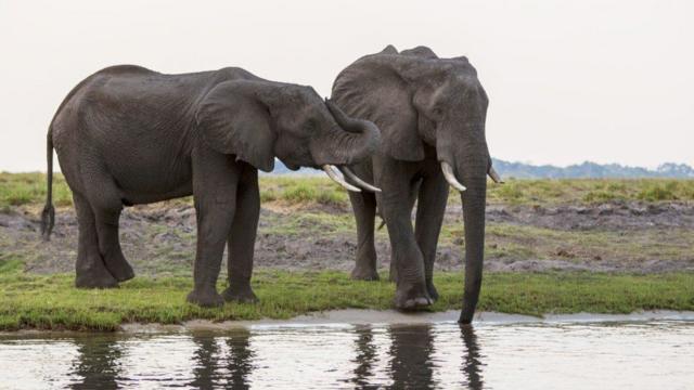 Elefantes africanos ao lado de um lago
