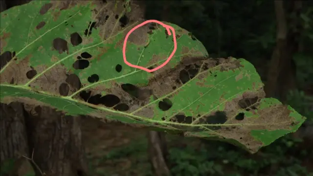 టేకు ఆకుపై పురుగు