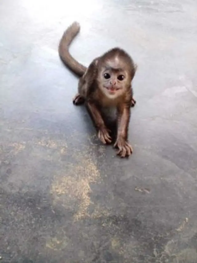 Chanaka's monkey
