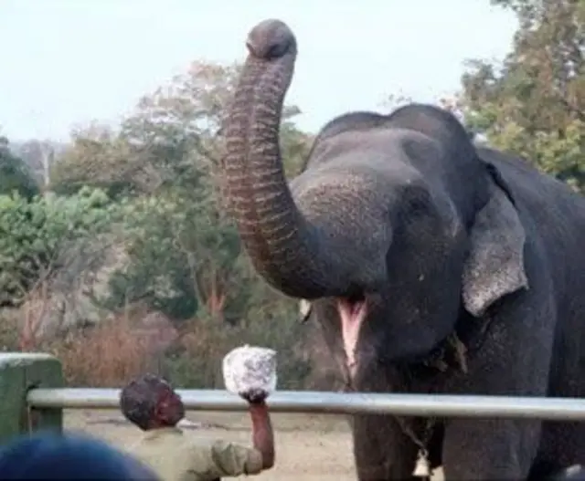 யானைப் பாகனுக்கு உதவியாக 'காவடி' என்பவர் நியமிக்கப்படுகிறார் 