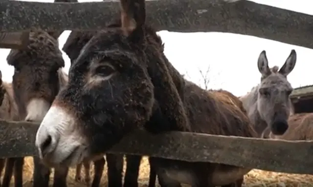 આ ગધેડીઓના દૂધમાંથી દુનિયાનું સૌથી દુર્લભ અને મોંઘું ચીઝ બને છે