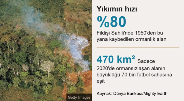 ORMAN KAYBI
