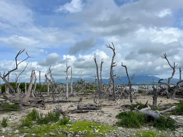 Imagen de árboles sin hojas en Cayo Santiago 