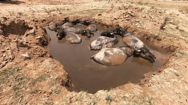 ਨੌਜਵਾਨਾ ਵੱਲੋਂ ਬਣਾਈ ਛੱਪੜੀ ਚ ਨਹਾਉਂਦੇ ਪਸ਼ੂ