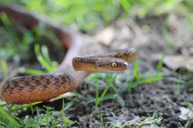 Cobra-arbórea-marrom