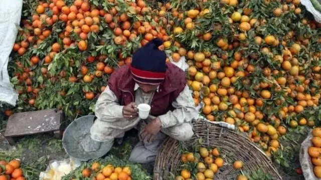 یو تن چای څښي او مالټې یې را شکولې دي