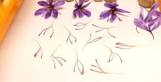 કેસરનો પાક 