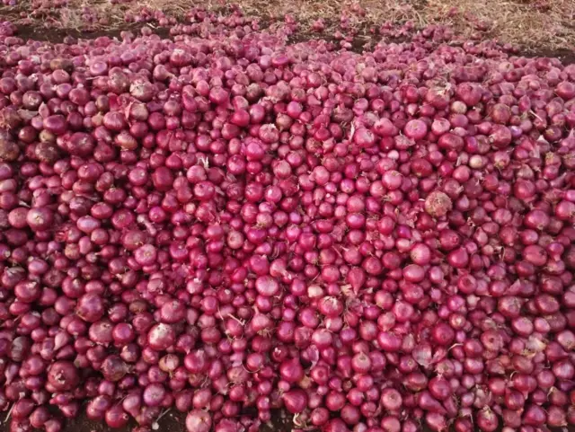 ડુંગળી, પાક, ખેડૂતો, ભાવનગર, મહુવા, ગુજરાત