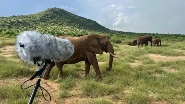 Researchers recorded elephant calls in Kenya
