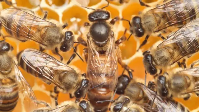 தேன் கூட்டில் ராணி தேனீ எப்படி தேர்வு செய்யப்படுகிறது? எளிய அறிவியல் விளக்கம்