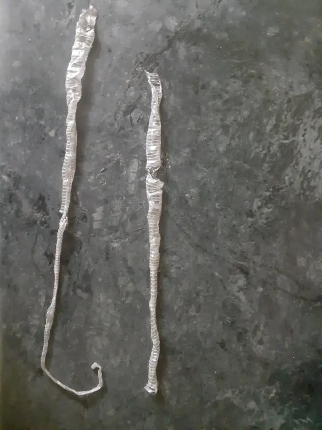 పాము కుబుసం