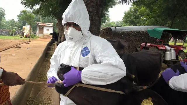 ખરવા મોવાસા, પશુપાલન, ગાય, ભેંસ, દૂધાળાં પશુ, બીમારી અને સારવાર, બીબીસી ગુજરાતી 