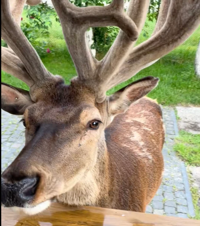 Олень Борис