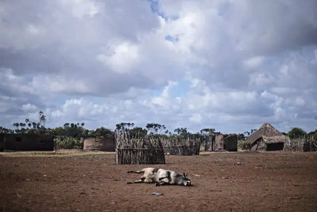 Haleellaa qonnaan bultootni Pokoomoo hawaasa Ormaarratti bara 2012'tti raawwataniin namoonni 38 ajjeefaman, manneen 167 guggubatan. Horiin dhibbaan lakkaa'amanis ajjeefaman