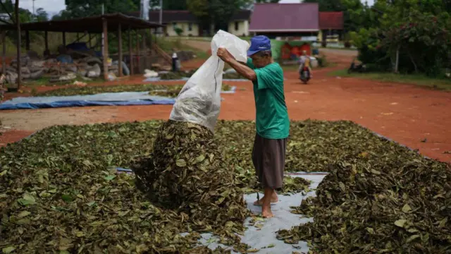 Petani kratom di Kapuas Hulu