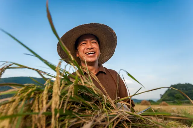 Petani memanen padi di China.