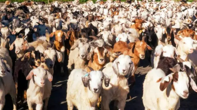 మేకల మంద