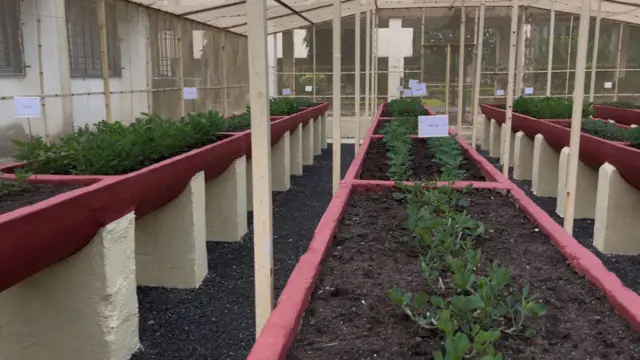 ગુજરાતી, ગુજરાત, મગફળી, મગફળીની નવી જાતો, મગફળીનું વાવેતર, ખેતી, ગુજરાતમાં વાવેતર વિસ્તાર, જૂનાગઢ કૃષિ યુનિવર્સિટી, મગફળીનું તેલ, સંકરણ, પરાગનયન, ફૂલ, મગફળીના ફૂલ, જૂનાગઢ, જૂનાગઢ કૃષિ યુનિવર્સિટી, ગિરનાર-૪ મગફળી, બીટી-૩૨ મગફળી, ૨૦-નંબર મગફળી, 39 નંબર મગફળી 