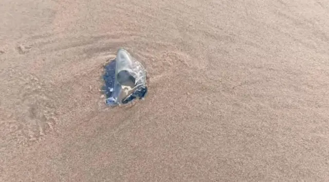 జెల్లీ ఫిష్, అంతర్వేది