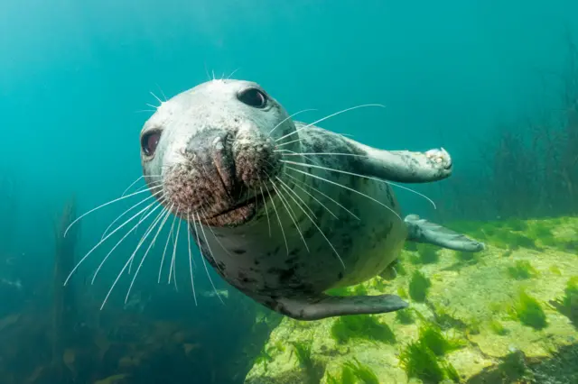 Тюлень під водою