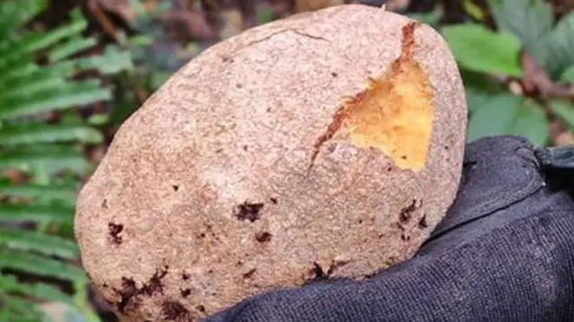 Mão com luva segurando fruto mordido