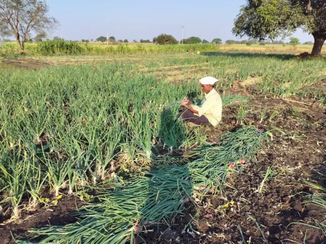 कांदा या पिकाच्या रूपाने दुष्काळी भागात पीक पद्धतीतील नगदी पीक घेण्याचा मार्ग सापडला आहे.