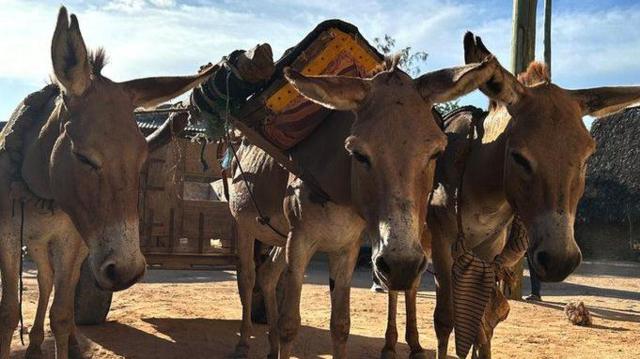 வேலை செய்யும் கழுதைகள் குவாரியில் வண்டியை இழுக்கின்றன