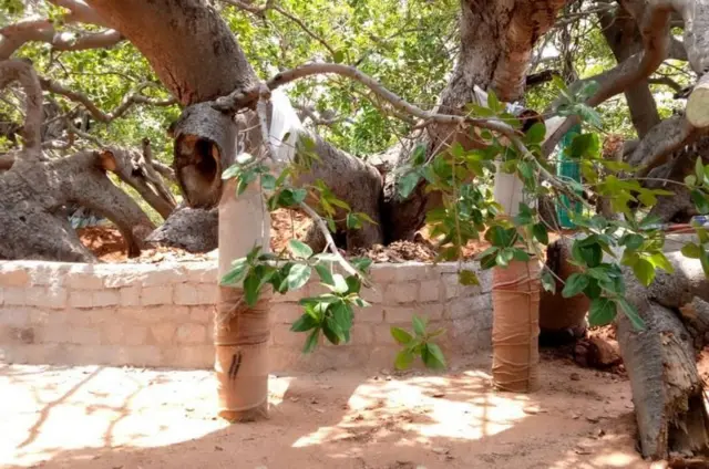 మర్రిచెట్టుకు పీవీసీ పైపులు