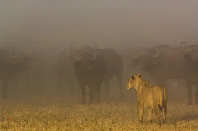‘ዝኣረገ ኣንበሳ፡ መጻወቲ ብዕራይ በረኻ’ - ኣብ ቦትስዋና ኣብ ዝርከብ ደልታ ኦካቫንጎ ብፒት ኦክስፎርድ ተሳኢላ።