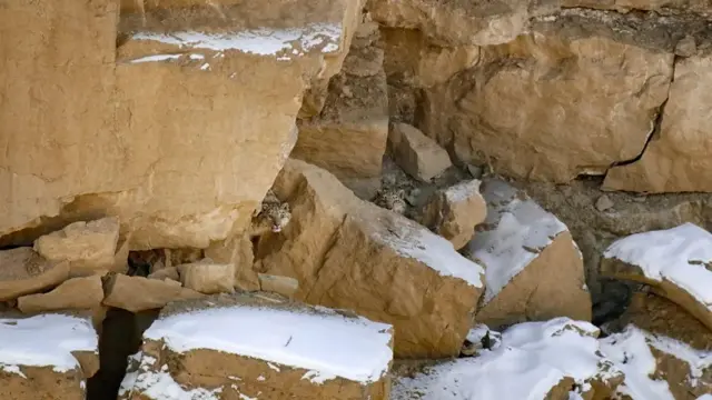 커다란 바위 사이 숨어 있는 고양잇과 맹수