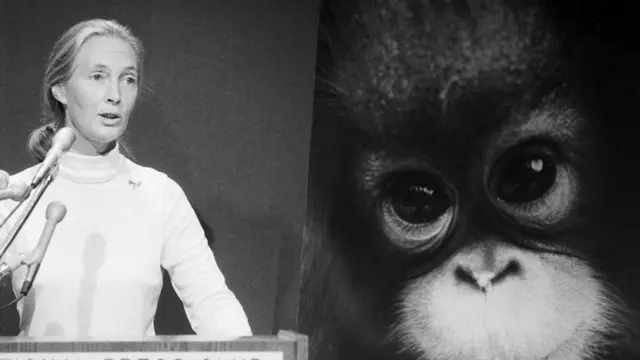 دکتر گودال از حفاظت شامپانزه‌ها دفاع می‌کرد و در سال ۱۹۸۵ در کارزار صندوق جهانی حیات وحش (WWF) برای حمایت از این گونه‌ها مشارکت داشت.